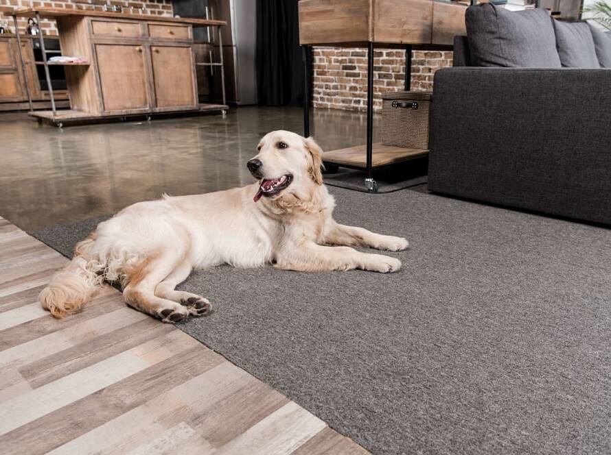 dog proof floors